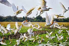 weekend getaway bharatpur